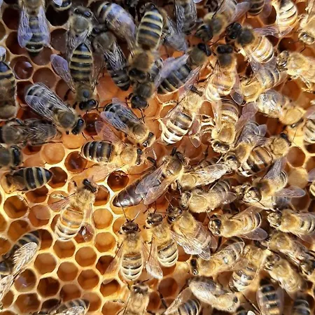 Gruensteinhof - Rotstein *