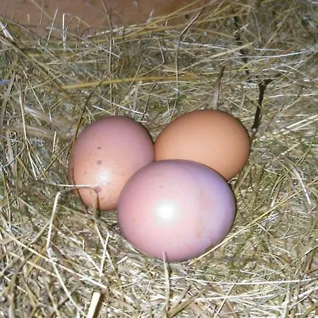 Gruensteinhof - Rotstein Apartmán