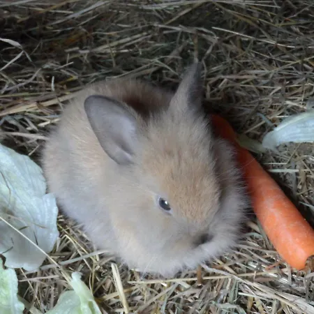 Gruensteinhof - Rotstein Apartmán